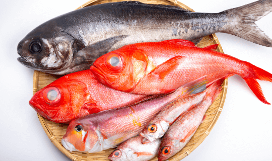 富山きときと定期便