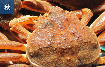 ベニズワイガニ